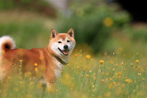 shiba inu dog mystart