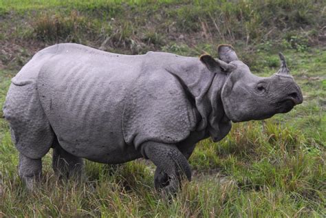 india  horned rhinos