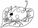 Buburuza Bug Grouchy Colorat Ladybugs Frunza Planse Desene Pe Copilul Animale Cai Futute Animate Femei sketch template