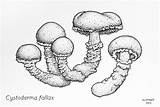 Cystoderma Lichens 7x5 sketch template