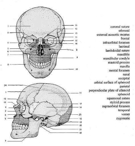 printable skull anatomy coloring pages printable world holiday