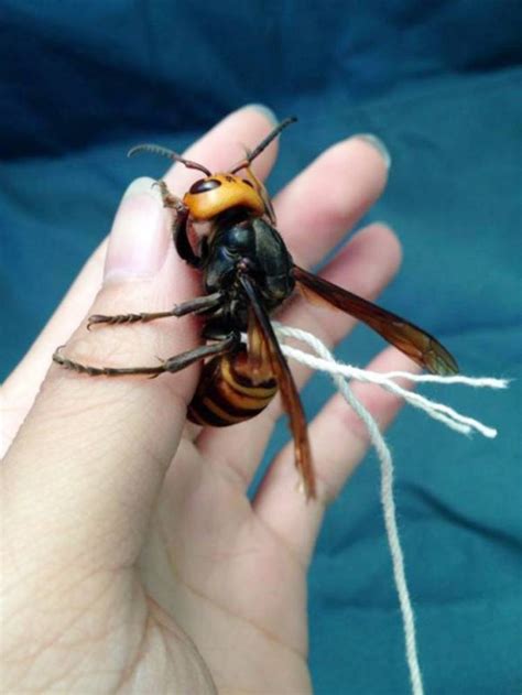 Twitter User Claims To Have Tamed An Aggressive Japanese Giant Hornet