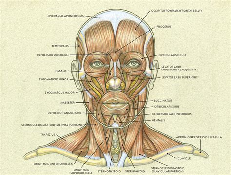 muscles   facelateral view