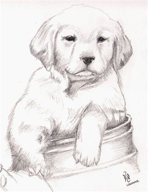 golden retriever dog coloring pages  coloring pages world