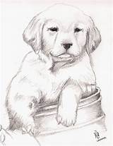 Retriever Labrador Cachorros Imagui Perritos Faciles Dibujando Dog Tiernos Labradores Lápiz Cachorrito Dibujados Chidos Drawing sketch template