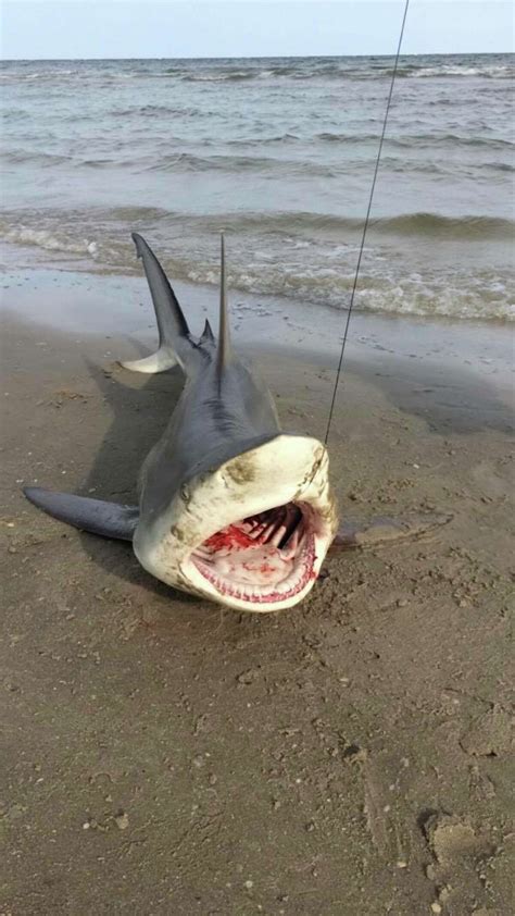 photo  black tip shark caught  galveston  viral