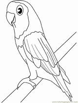 Coloring Pages Parakeet Parrot Printable Birds Kids Parrots Color Print Animals African Budgie Colouring Oiseaux Coloringpages101 Library Popular Choose Board sketch template
