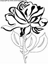 Coloring Flowers Flower Pages Tattoo Beauty Bilder Rosen Blumen Sheets sketch template