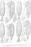 Afbeeldingsresultaten voor "pseudochirella Palliata". Grootte: 122 x 185. Bron: www.marinespecies.org
