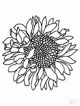 Sunflower Coloring Pages Head Printable Sunflowers Color Drawing Outline Simple Vans Realistic Clipart Silhouettes Flower Template Colouring Border Flowers Cliparts sketch template