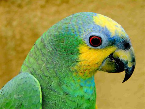 orange winged amazon parrot full profile history  care