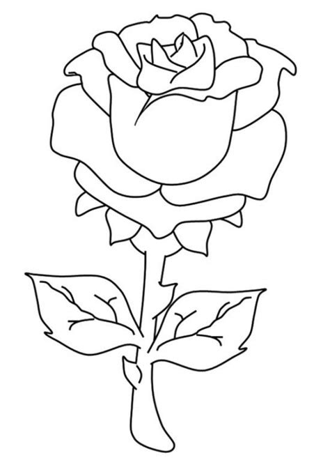 beautiful rose flower coloring pages printable  kids