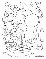 Cow Coloring Water Outer Another Pages Kids Colouring Bestcoloringpages Sheets sketch template