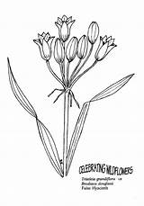 Grandiflora Designlooter sketch template