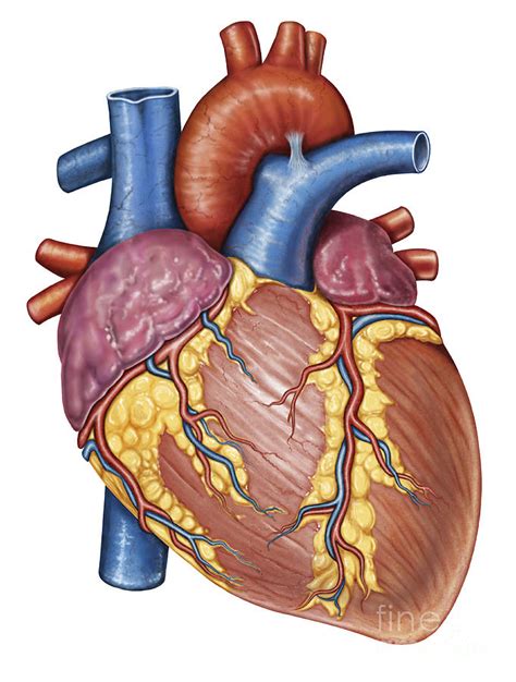 human heart pictures images clipartsco