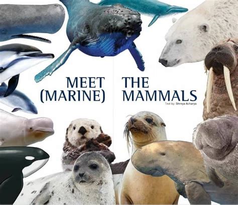meet  marine mammals