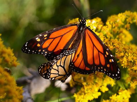 Monarch Butterfly Mating Season Biological Science