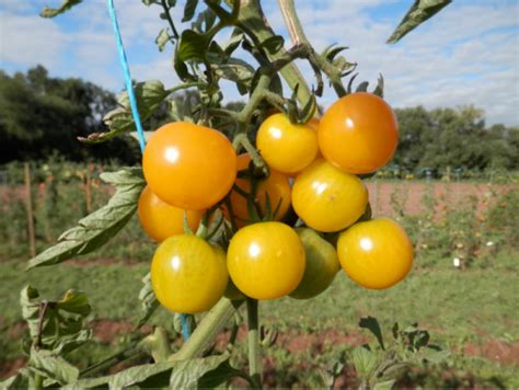 sunviva die erste open source tomate nutzpflanzenvielfaltde