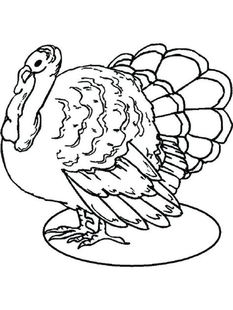 turkey coloring pages  turkey   type  large bird