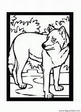 Loup Animals Coloriages Colorier sketch template