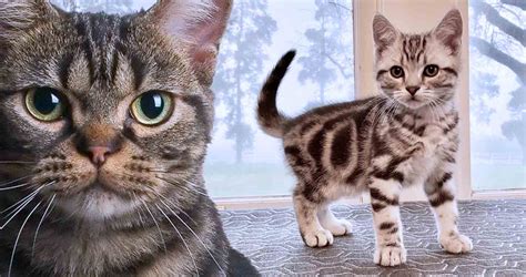 american shorthair cat breed        breed