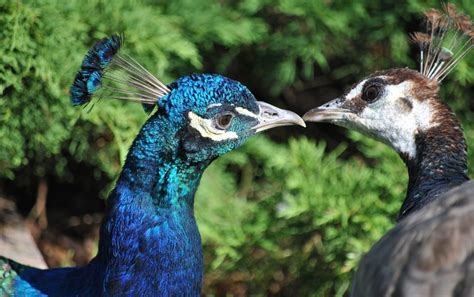 male  female birds telling  difference bird buddy blog