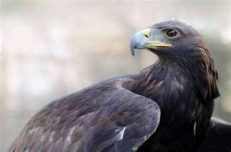 Águila Real Una Historia De Conservación Secretaría De Medio