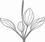 Plantain Plantago Major Inflorescence sketch template