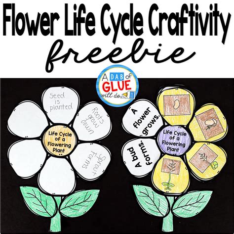 flowering plant life cycle craftivity