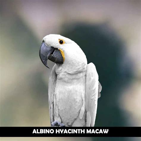 albino hyacinth macaw  diet breeding  behavior macaw pet