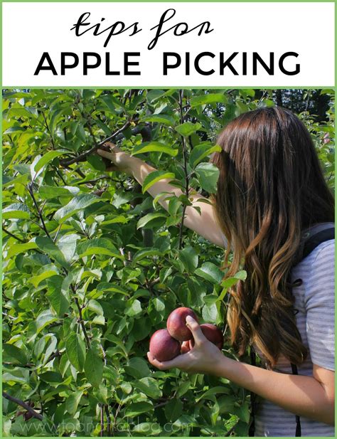 tips  apple picking   family  fro