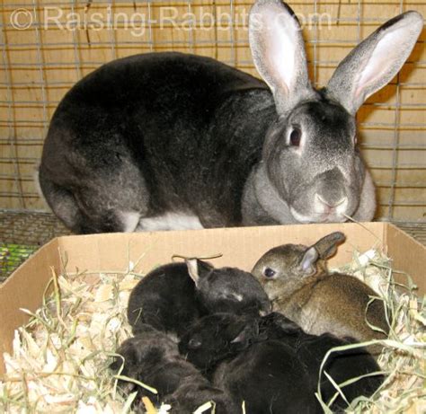 rabbit reproduction raising rabbits  book  breeding rabbits