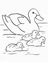 Coloring Pages Duck Cute Baby Comments Little sketch template