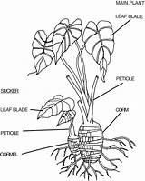 Taro Drawing Coloring Leaf Getdrawings Agronomy Template sketch template