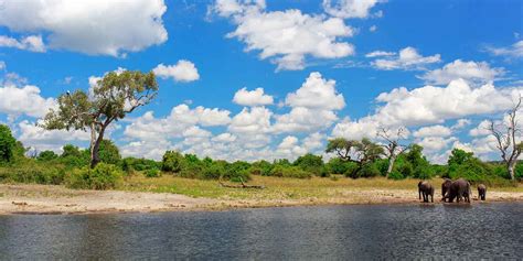 Chobe National Park Wildlife Location In Botswana Africa
