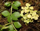 Afbeeldingsresultaten voor tetraphylla. Grootte: 135 x 104. Bron: www.flickr.com