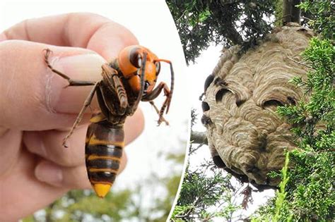 Giant Asian Hornet Invasion Terror As Britain’s First ‘pumpkin Sized