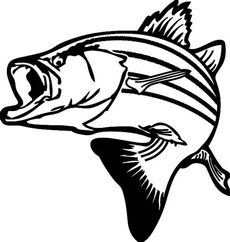 drawing stripped bass fish coloring pages  place  color