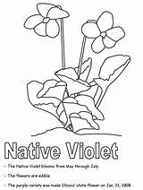 Coloring Pages Symbols Illinois Violet States United State Native Printables Popular sketch template