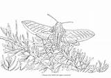 Moth Sphinx Insect Moths sketch template