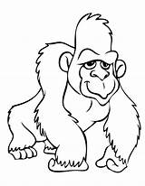 Gorilla Gorille Gorillas Gorila Chimpanzee 搜尋 Preschool Coloriages Preschoolers sketch template