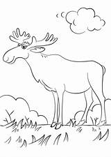 Alce Colorare Animados Coloring Disegni Moose Elk Deers sketch template