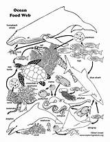 Food Chain Coloring Web Ocean Pages Drawing Color Animals Habitats Worksheet Animal Colouring Worksheets Sheets Pdf Bundle Downloadable Only Simple sketch template