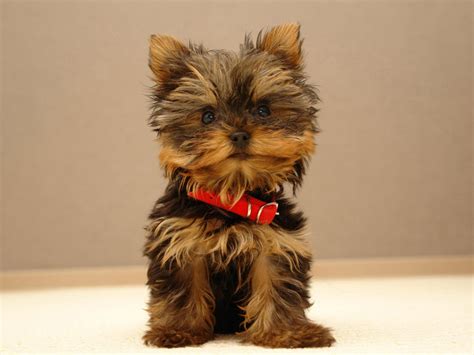 cute small puppy