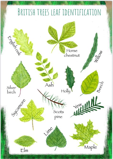 british tree leaf identification printable nature resource nature artwork  woodlands field