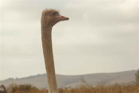 gratis afbeeldingen wildlife bek struisvogel fauna lange nek gewerveld loopvogels niet