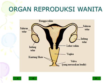 sistem reproduksi wanita caritahu
