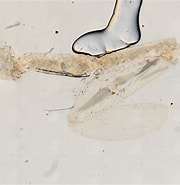 Afbeeldingsresultaten voor "munnopsis Typica". Grootte: 180 x 185. Bron: www.marinespecies.org