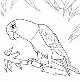 Parrot Loros Bird Toucan Pintar Parrots Papegaai Ausmalbilder Toco Papagei Pajaros Mewarnai Mandalas sketch template