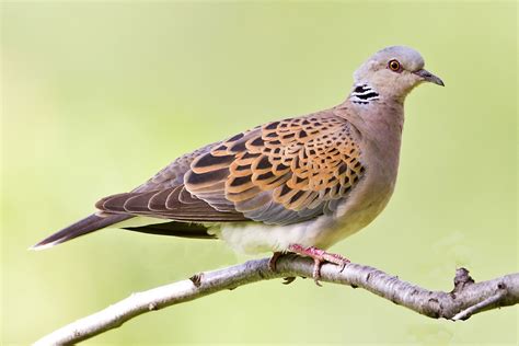 petition dont  farmers kill  turtle doves focusing  wildlife
